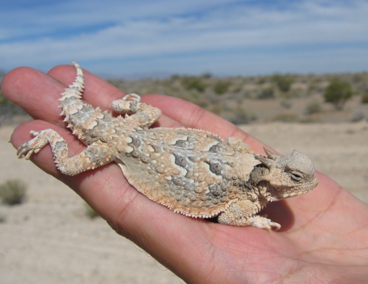 Desert Horned Lizard